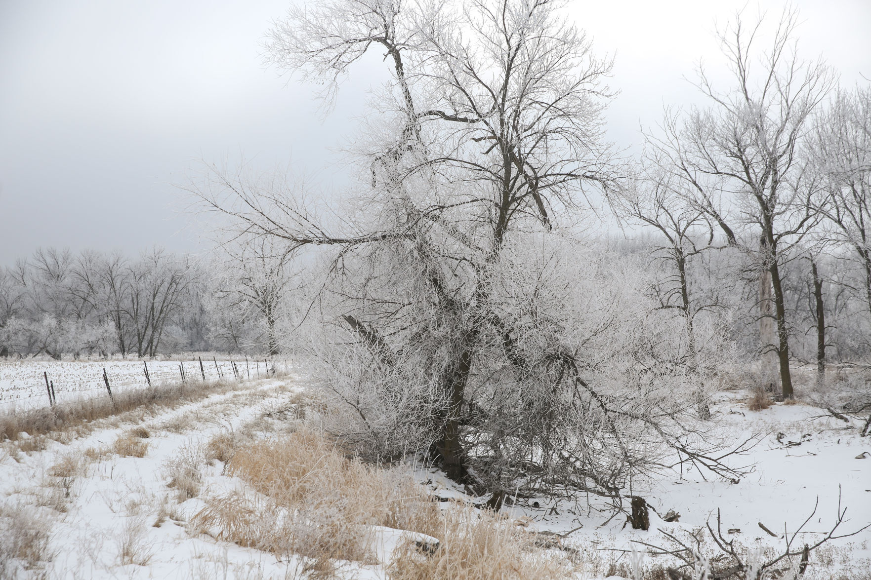 Frosty day - Feb. 2, 2020-9.jpg